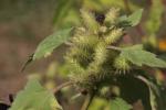 Gewöhnliche Spitzklette - Xanthium strumarium