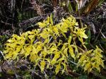: - Cyrtochilum pardinum