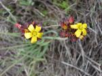 : - Oxalis tortuosa