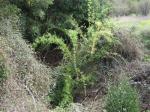 : - Chusquea ciliata