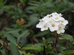 : - Spiraea arguta