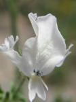 : - Schizanthus candidus