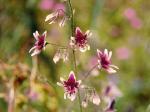 : - Schizanthus parvulus