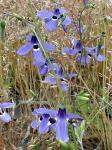 : - Conanthera trimaculata