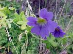 : - Tropaeolum azureum