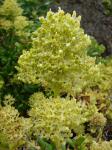 : - Valeriana bridgesii