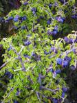 : - Porlieria chilensis