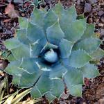 :-Agave margaritae