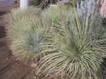 :-Agave striata