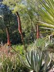: - Aloe gerstneri