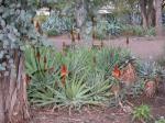 : - Aloe arborescens subsp. arborescens