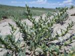 : - Blitum nuttallianum