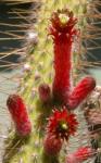 : - Cleistocactus smaragdiflorus