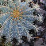 Gelberstachel - Ferocactus glaucescens