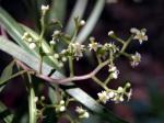 : - Geijera parviflora