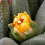 : - Rabiea difformis