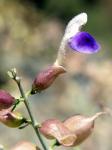 : - Salazaria mexicana