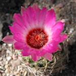 : - Thelocactus bicolor subsp. schwarzii