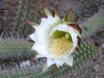 : - Echinopsis thelegonoides