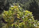 : - Acer opalus subsp. granatense