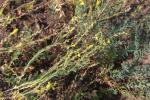 Ginster-Leinkraut - Linaria genistifolia