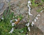 : - Anarrhinum bellidifolium subsp. laxiflorum