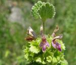 : - Ballota hirsuta