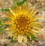Trugdoldige Eberwurz - Carlina corymbosa