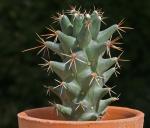 : - Coryphantha clavata subsp. stipitata