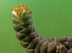 : - Crassula barklyi
