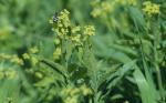 : - Osmorhiza occidentalis