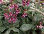 : - Crassula exilis subsp. schmidtii