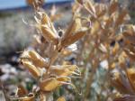: - Oxytropis sericea