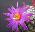 : - Mammillaria deherdtiana
