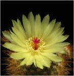 : - Parodia scopa subsp. succinea