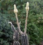 : - Echinopsis mirabilis