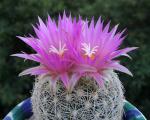 : - Escobaria vivipara