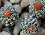 : - Frailea buenekeri