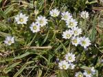 : - Gentiana boryi