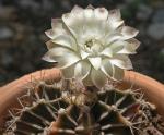 : - Gymnocalycium anisitsii