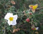 : - Helianthemum almeriense