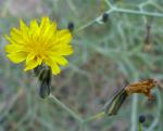 : - Launaea arborescens
