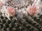 : - Mammillaria pseudocrucigera