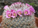 : - Mammillaria guillauminiana