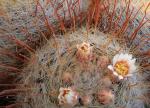 : - Mammillaria mercadensis