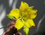: - Pachypodium horombense
