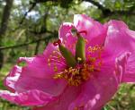 : - Paeonia coriacea