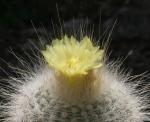 : - Parodia rudibuenekeri