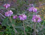 Matagallo - Phlomis purpurea