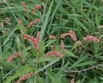 Ackerknöterich-Polygonum lapathifolium